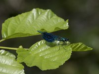 Calopteryx splendens 58, Weidebeekjuffer, Saxifraga-Willem van Kruijsbergen