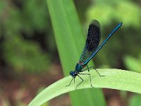 Calopteryx splendens 59, Weidebeekjuffer, Saxifraga-Hans Dekker