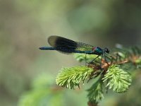 Calopteryx splendens 6, Weidebeekjuffer, male, Vlinderstichting-Antoin van der Heijden