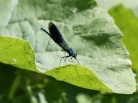 Calopteryx splendens 60, Weidebeekjuffer, Saxifraga-Dirk Hilbers