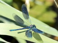 Calopteryx splendens 63, Weidebeekjuffer, Saxifraga-Henk Baptist