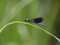 Calopteryx splendens 65, Weidebeekjuffer, Saxifraga-Luuk Vermeer