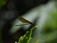 Calopteryx splendens 73, Weidebeekjuffer, Saxifraga-Luuk Vermeer