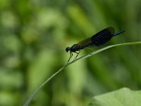 Calopteryx splendens 75, Weidebeekjuffer, Saxifraga-Luuk Vermeer