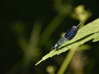 Calopteryx splendens 83, Weidebeekjuffer, Saxifraga-Luuk Vermeer