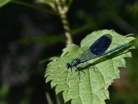 Calopteryx splendens 84, Weidebeekjuffer, Saxifraga-Luuk Vermeer