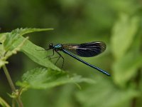 Calopteryx splendens 92, Weidebeekjuffer, Saxifraga-Luuk Vermeer