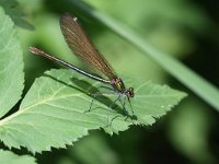 Calopteryx virgo 10, Bosbeekjuffer, female, Vlinderstichting-Tim Termaat