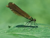 Calopteryx virgo 15, Bosbeekjuffer, female, Saxifraga-Robert Ketelaar