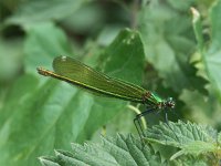 Calopteryx virgo 16, Bosbeekjuffer, female, Saxifraga-Willem Jan Hoeffnagel  Minolta DSC