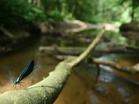 Calopteryx virgo 17, Bosbeekjuffer, habitat, Vlinderstichting-Tim Termaat