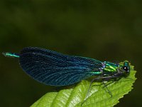 Calopteryx virgo 2, Bosbeekjuffer, Saxifraga-Kees Marijnissen