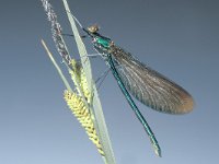 Calopteryx virgo 25, Bosbeekjuffer, male, Saxifraga-Frits Bink