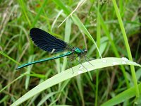 Calopteryx virgo 27, Bosbeekjuffer, male, Saxifraga-Willem Jan Hoeffnagel