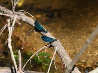 Calopteryx virgo 28, Bosbeekjuffer, male, Vlinderstichting-Tim Termaat