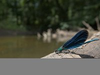 Calopteryx virgo 30, Bosbeekjuffer, male, Saxifraga-Luc Hoogenstein : Achterhoek, Beautiful Demoiselle, Bosbeekjuffer, Chalopterix virgo, Gelderland, Nederland, Winterswijk, beek, blauw, blue, dragonfly, insect, insekt, juffer, june, juni, libel, oever, summer, the Netherlands, water, zomer