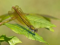 Damselfly on a leaf  Closeup of a Beautiful Demoiselle dragonfly (Calopteryx virgo) Female on a Leaf : Beautiful Demoiselle, Bug, Damselfly, Legs, animal, background, beautiful, beauty, biology, body, closeup, color, demoiselle, detail, dof, dragonfly, entomology, environment, eye, fauna, fly, fragility, green, insect, isolated, leaf, life, long, looking, macro, natural, nature, one, single, slim, small, stick, summer, wild, wildlife