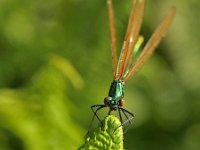 Calopteryx virgo 36, Bosbeekjuffer, Saxifraga-Elisabeth Raboin