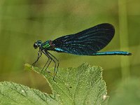 Bosbeekjuffer-M- nabij Tennsee : Bosbeekjuffer, Calopteryx virgo, Beautiful Demoiselle, male