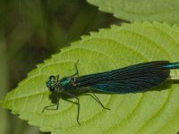 Calopteryx virgo 42, male, Bosbeekjuffer, Saxifraga-Jan van der Straaten