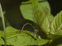 Calopteryx virgo 43, female, Bosbeekjuffer, Saxifraga-Jan van der Straaten