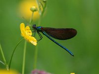 Calopteryx virgo 45, Bosbeekjuffer, Saxifraga-Bart Vastenhouw