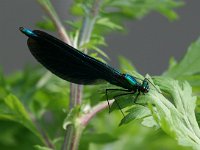 Calopteryx virgo 48, Bosbeekjuffer, Saxifraga-Bart Vastenhouw