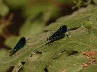 Calopteryx virgo 49, Bosbeekjuffer, Saxifraga-Bas Klaver