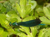 Calopteryx virgo 5, Bosbeekjuffer, Saxifraga-Kees Marijnissen