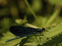 Calopteryx virgo 51, Bosbeekjuffer, Saxifraga-Bas Klaver