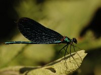 Calopteryx virgo 52, Bosbeekjuffer, Saxifraga-Bas Klaver