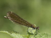 Calopteryx virgo 53, Bosbeekjuffer, Saxifraga-Willem van Kruijsbergen