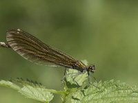 Calopteryx virgo 54, Bosbeekjuffer, Saxifraga-Willem van Kruijsbergen