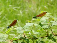 Calopteryx virgo 59, Bosbeekjuffer, Saxifraga-Rutger Barendse