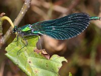 Calopteryx virgo 6, Bosbeekjuffer, Saxifraga-Kees Marijnissen