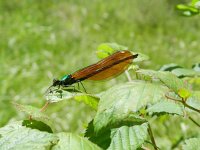 Calopteryx virgo 60, Bosbeekjuffer, Saxifraga-Rutger Barendse