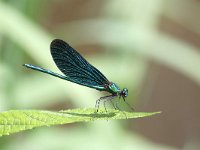 Calopteryx virgo 61, Bosbeekjuffer, Saxifraga-Henk Baptist