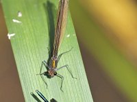 Calopteryx virgo 64, Bosbeekjuffer, Saxifraga-Tom Heijnen