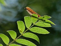 Calopteryx virgo 66, Bosbeekjuffer, Saxifraga-Tom Heijnen