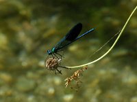 Calopteryx xanthostoma 2, Iberische beekjuffer, Saxifraga-Hans Dekker