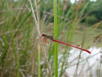 Ceriagrion tenellum, Small Red Damselfly