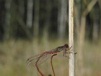 Ceriagrion tenellum 14, Koraaljuffer, Saxifraga-Rob Felix : Animalia, Arthropoda, Insecta, Odonata, animal, arthropod, dargonfly, dier, dieren, geleedpotige, geleedpotigen, insect, insecten, juffer, libel, libellen