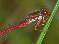 340_77, Koraaljuffer : Koraaljuffer, Ceriagrion tenellum, male