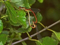 347_05, Koraaljuffer : Koraaljuffer, Ceriagrion tenellum, copula