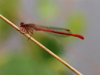 Ceriagrion tenellum Small Red Damselfly  red insect resting on grass : Bug, Damselfly, Netherlands, blue, bugs, close, close up, close-up, closeup, dragonfies, dragonfly, dutch, fly, flying, front, garden, green, helicopter, insect, insects, lace, leaf, leaves, lepidoptera, macro, natural, nature, odonata, park, pattern, pest, plant, red, spring, springtime, summer, tail, twig, up, wing, wings