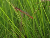 Ceriagrion tenellum 19, male, Koraaljuffer, Saxifraga-Harry van Oosterhout