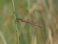 Ceriagrion tenellum 2, Koraaljuffer, Saxifraga-Willem Jan Hoeffnagel  Minolta DSC