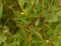 Ceriagrion tenellum 21, Koraaljuffer, Saxifraga-Harry van Oosterhout : insect, libel, koraaljuffer