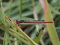 Ceriagrion tenellum 22, Koraaljuffer, Saxifraga-Peter Meininger