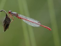 Ceriagrion tenellum 23, Koraaljuffer, Saxifraga-Bas Klaver